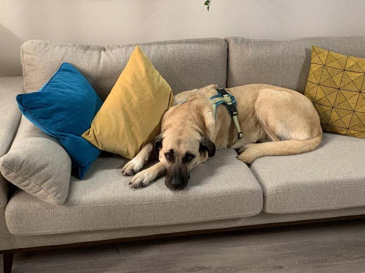 Entspannung beim Hund Den Vierbeiner beruhigen ZooRoyal Magazin