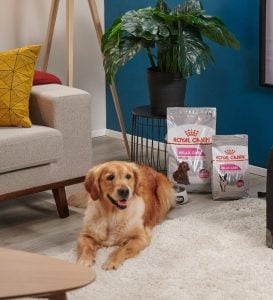 Produktempfehlung Royal Canin