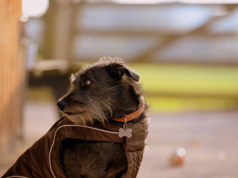 Hundemantel im Winter