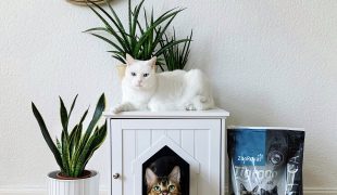 Katzen im Wohnzimmer