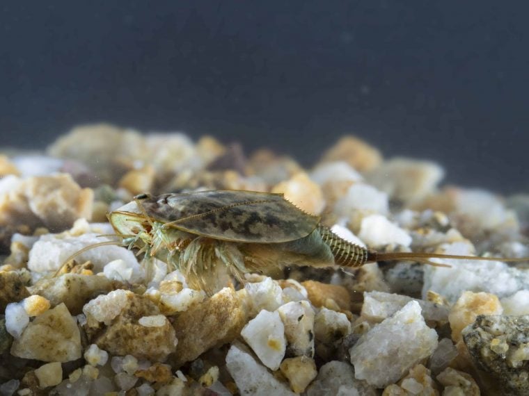 triops urzeitkrebs