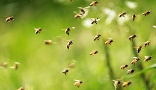 Lebenszyklus der Honigbiene