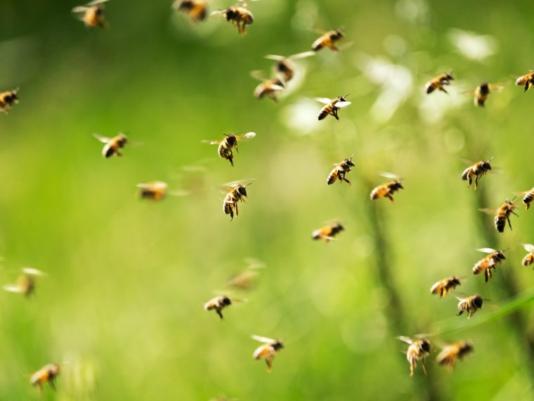 Lebenszyklus der Honigbiene