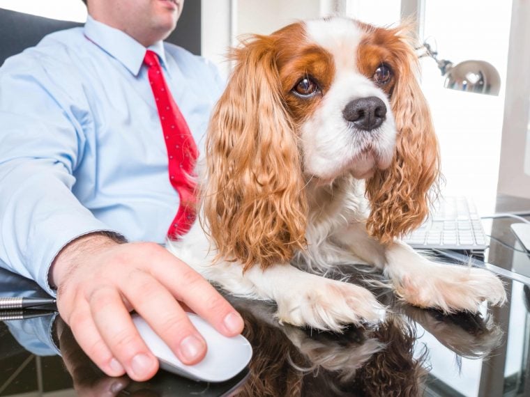 Bürohund