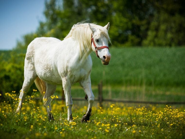 Connemara Pony