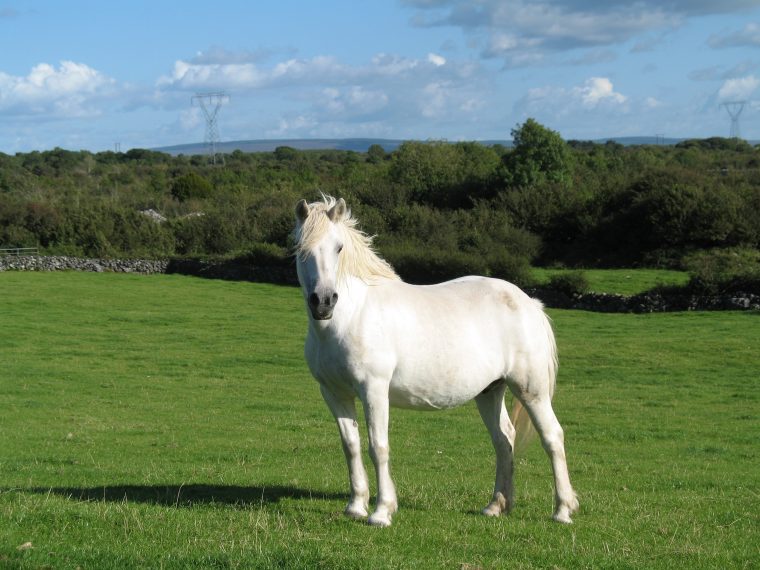 connemara pony