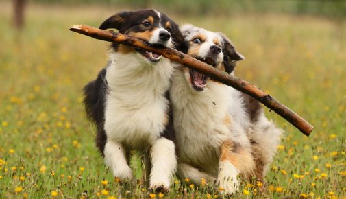 gruppenhaltung von hunden