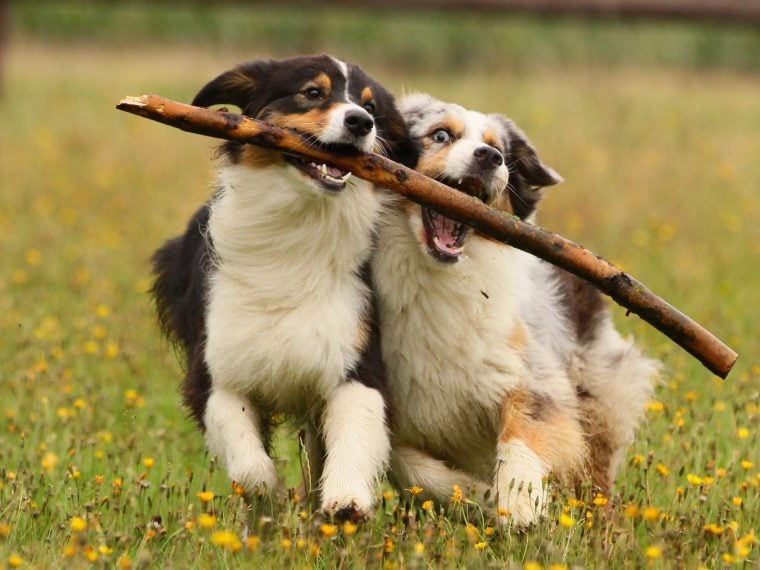 gruppenhaltung von hunden