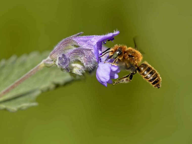 Honigbienen