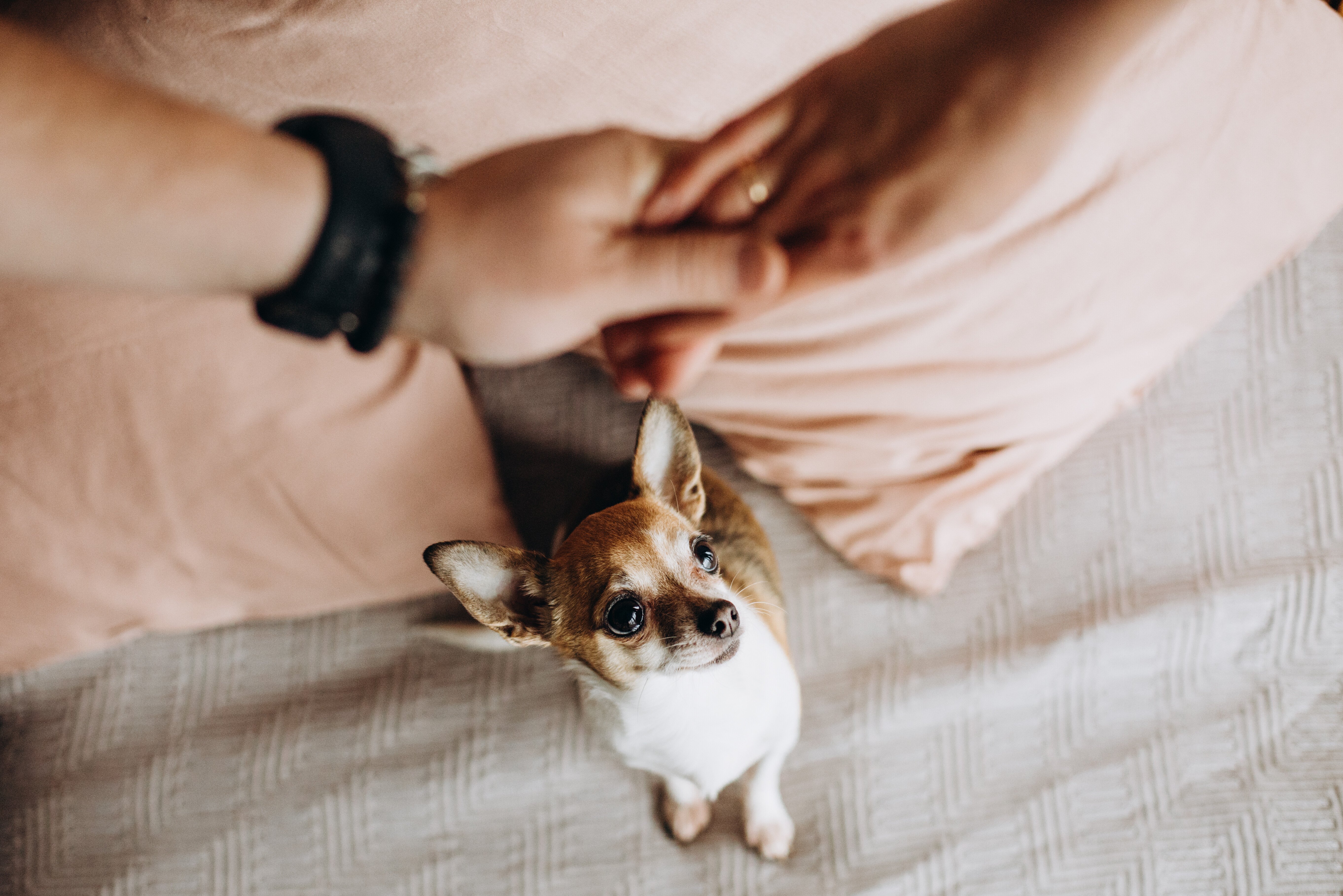 kann ich meinen hund befriedigen 43 Mein Hund tut nix - Wie gehe ich damit um? main image 1