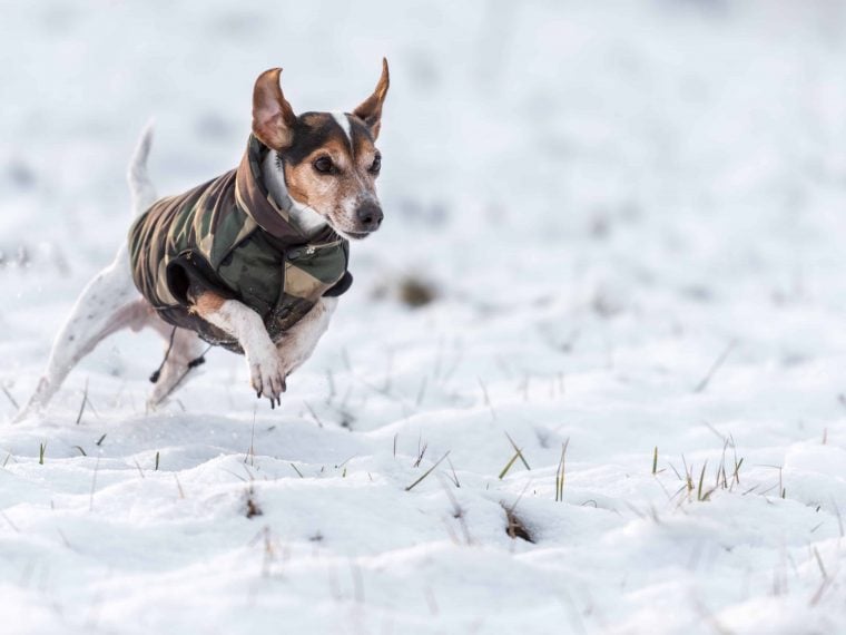 Hundemantel im Winter