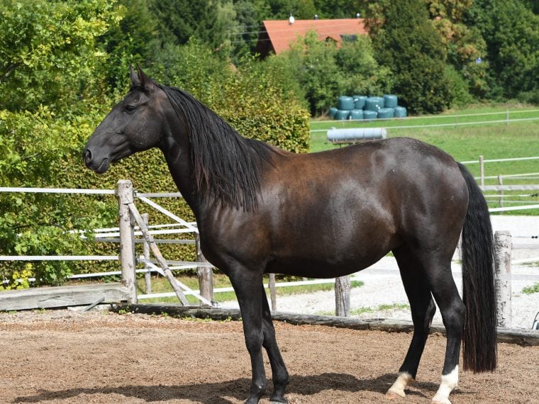 Lusitano im Rasseportrait