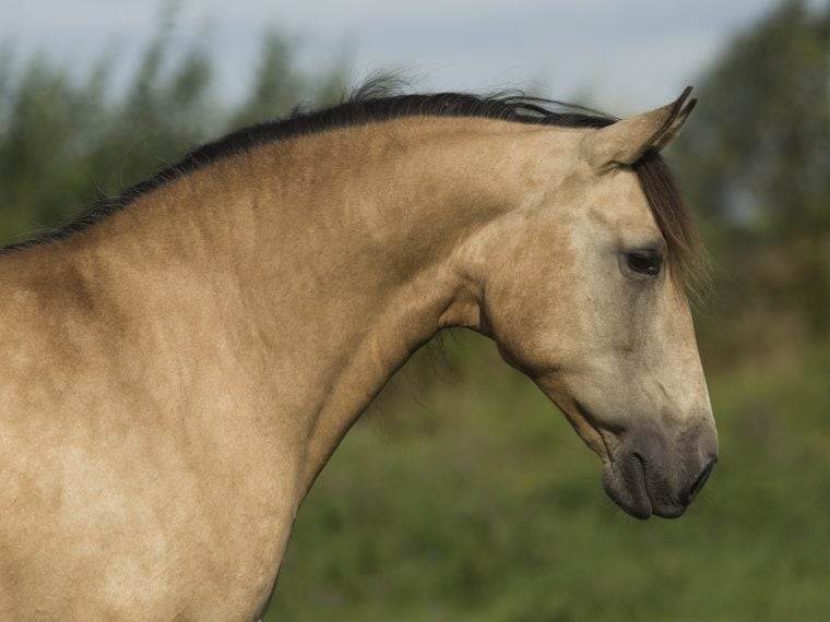 lusitano