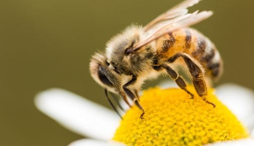 Bienenarten