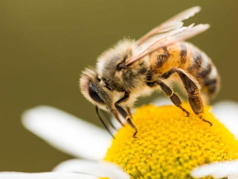 Bienenarten