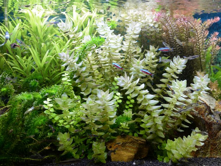 Pflanzenpflege im Aquarium