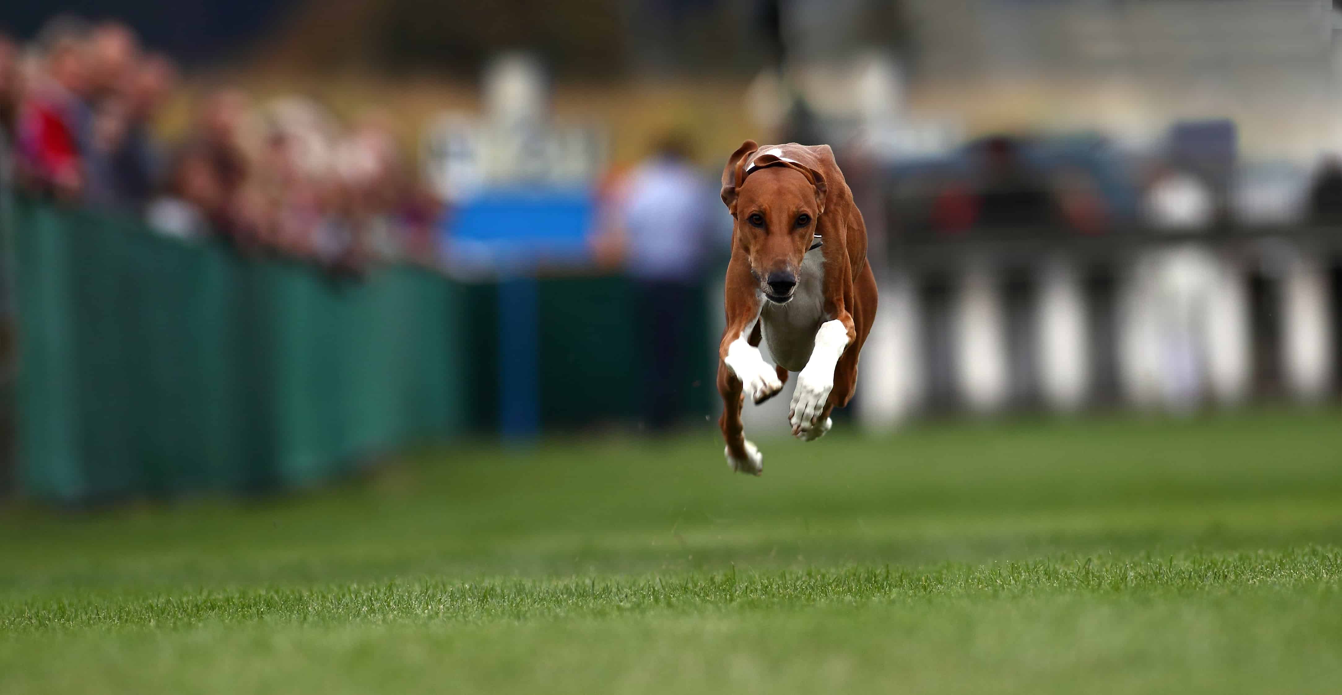 Sprinter HUnderennen