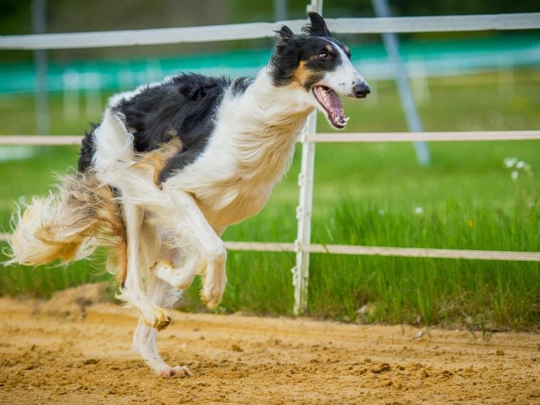 Hunderennen