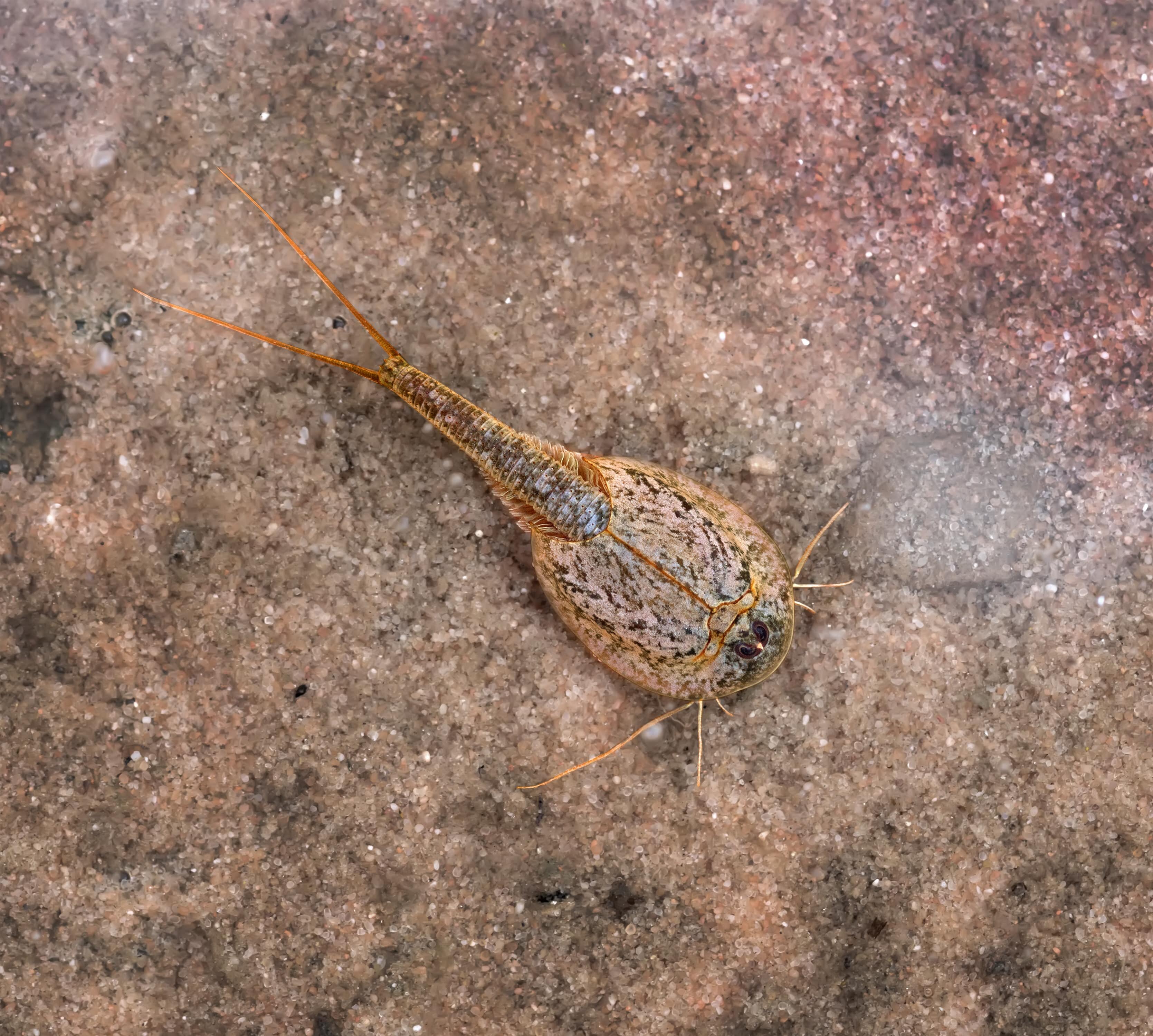 Urzeitkrebse Triops Im Portrait Zooroyal Magazin