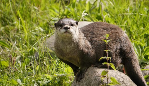 Zwergotter als Haustier