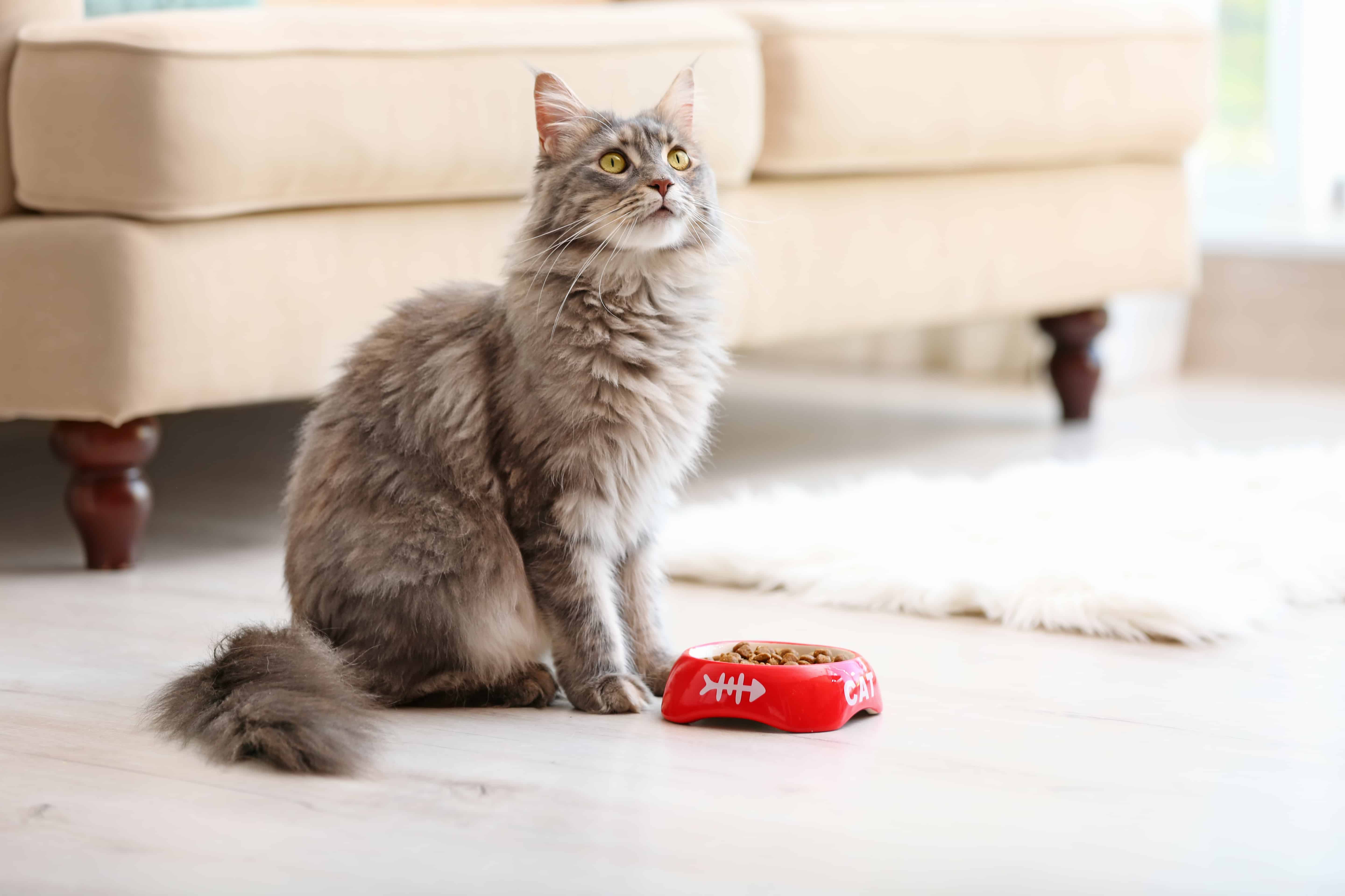 Meine Junge Katze Frisst Nicht Mehr