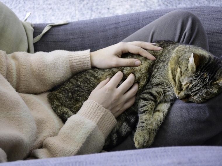schlafende Katze