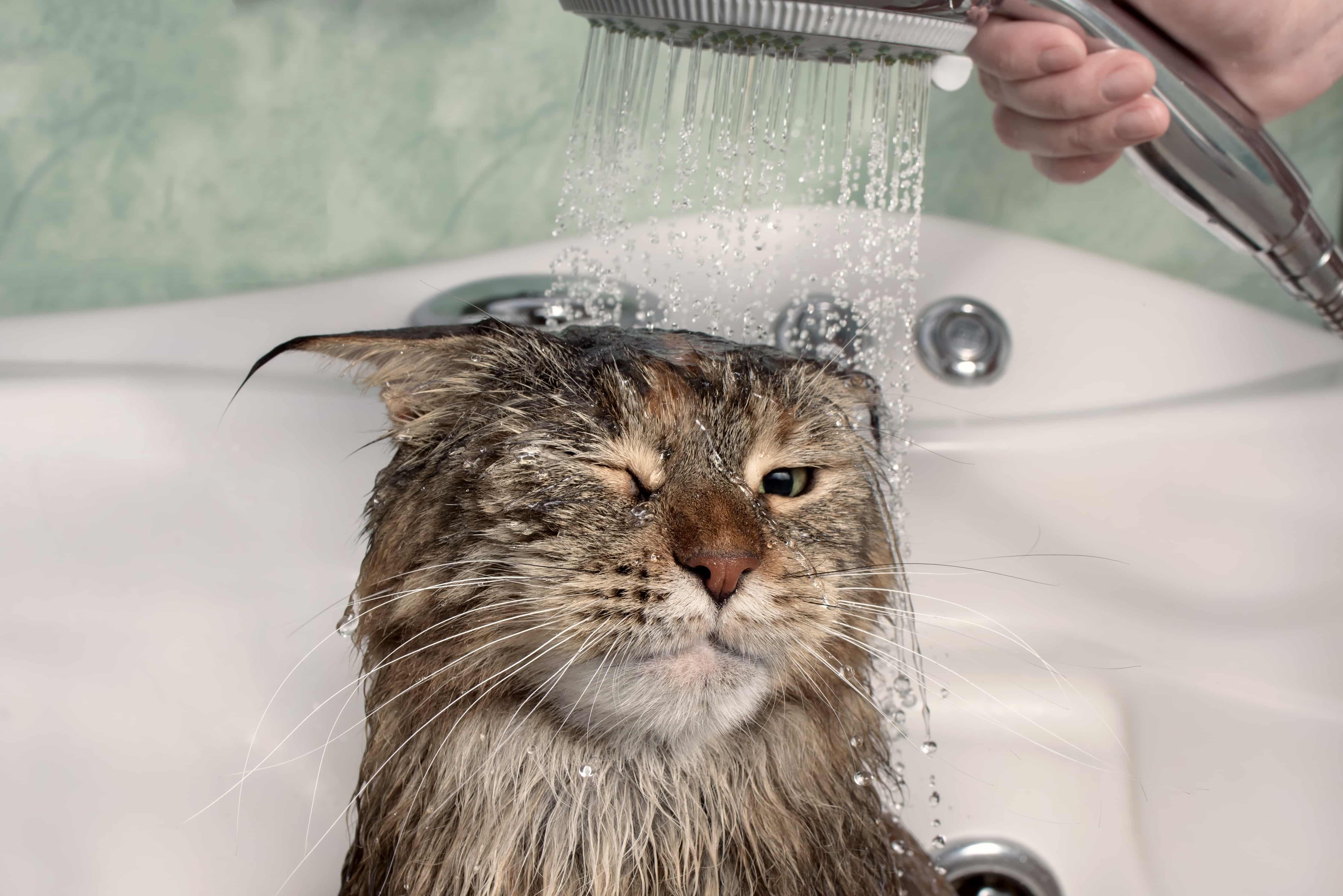 Надо купать кошек. Кот в ванной. Мокрый кот. Кошка моется. Мокрая кошка.