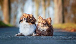 Coronazeit mit Hund