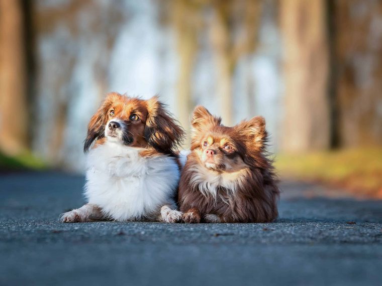 Coronazeit mit Hund