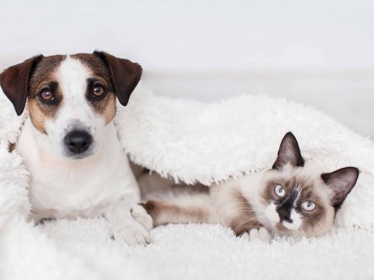 Coronavirus bei Hund und Katze