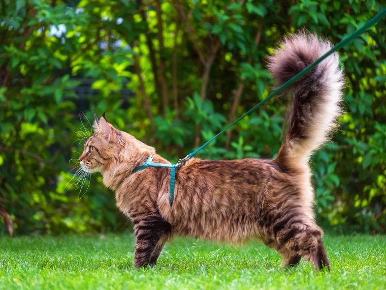 Katze an Leine gewöhnen