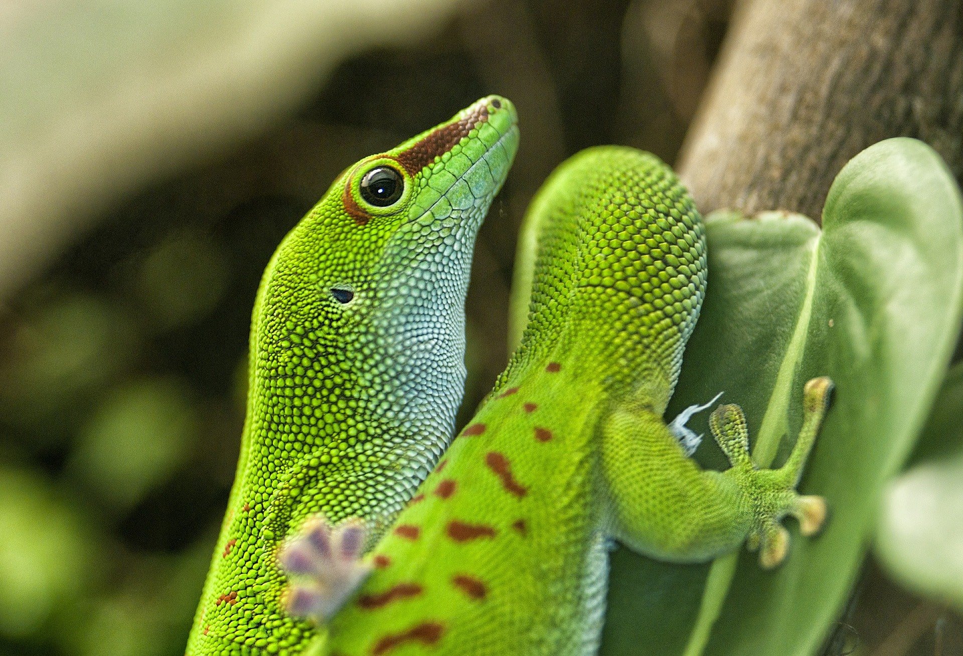 Madagaskar-Taggecko