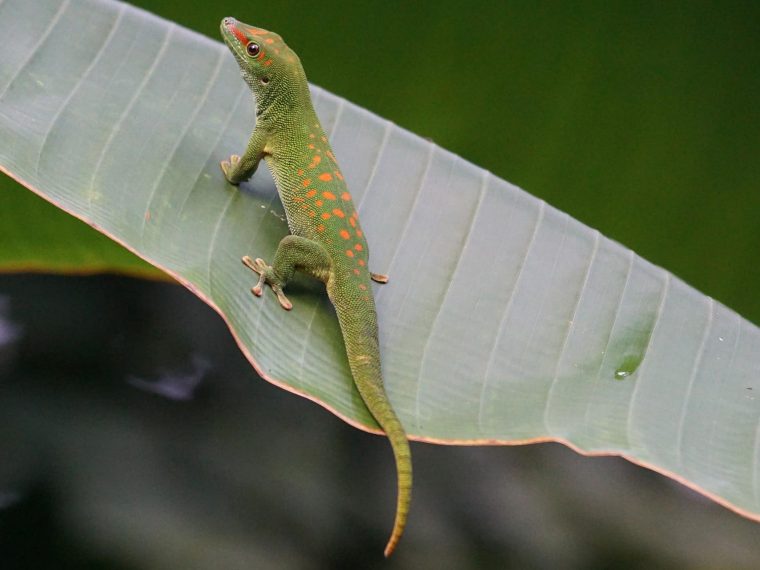 der Madagaskar-Taggecko