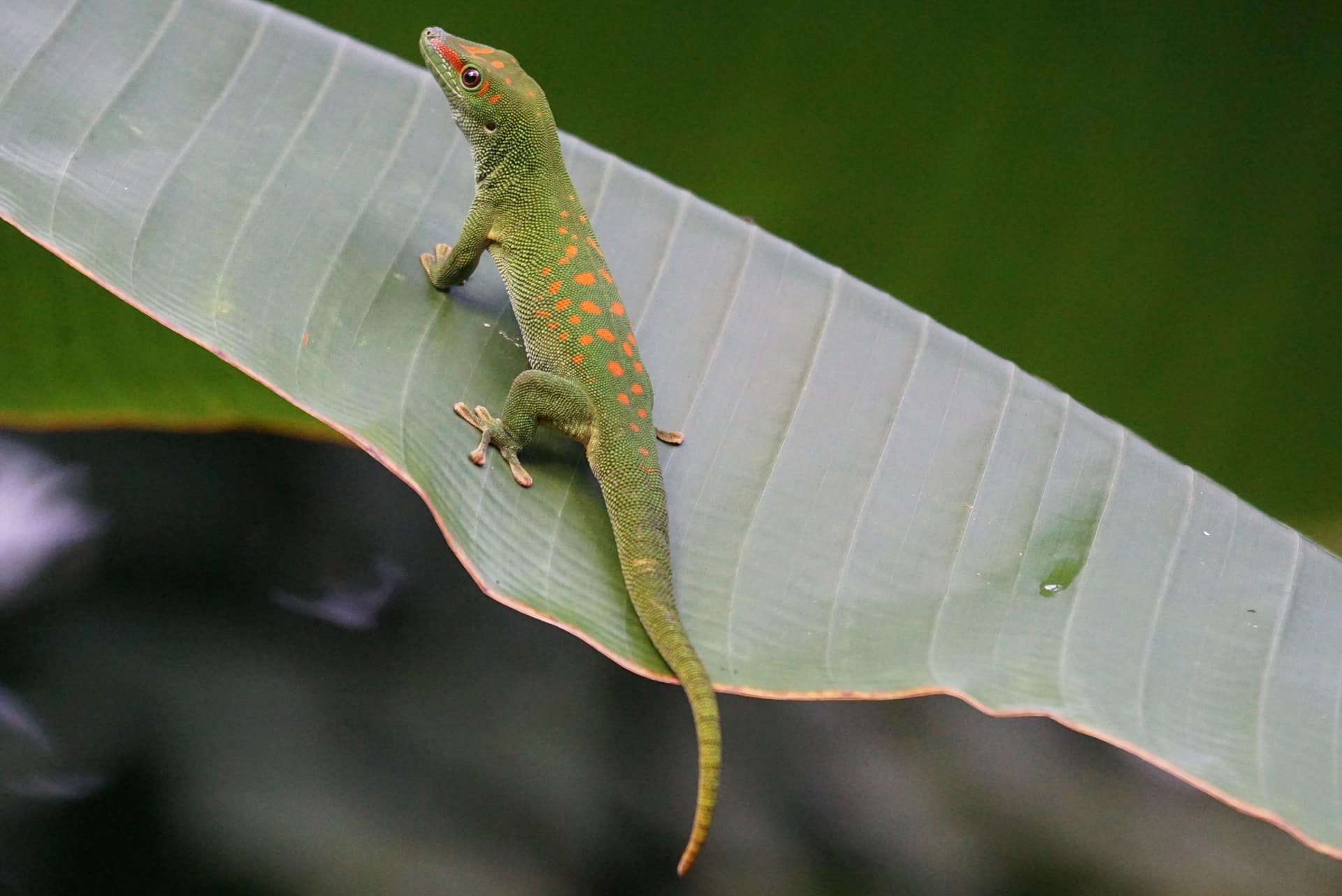 der Madagaskar-Taggecko