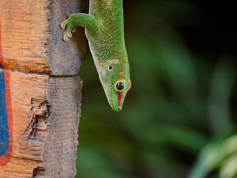 der Madagaskar-Taggecko
