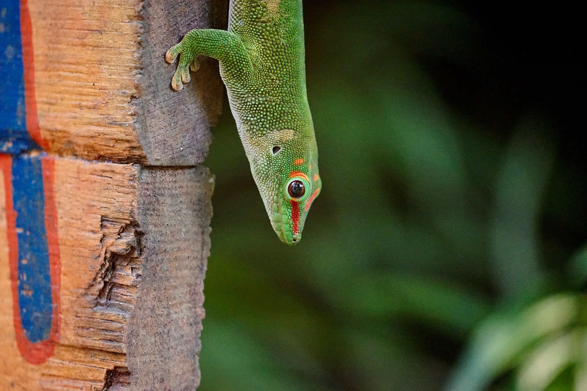 der Madagaskar-Taggecko