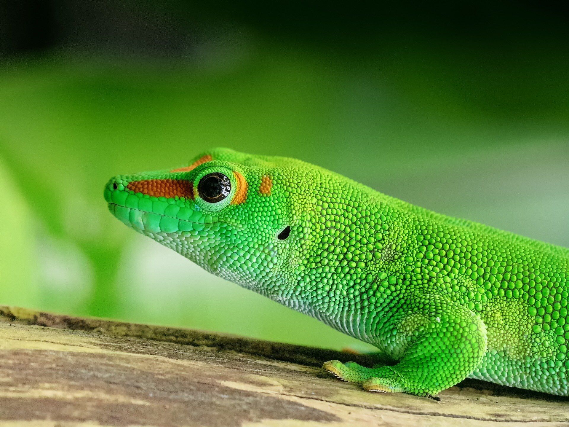 Der MadagaskarTaggecko exotische Echse ZooRoyal Magazin