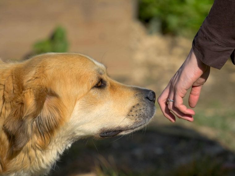 Allergieanzeigehund