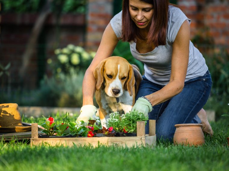 Beetplanung mit Hund