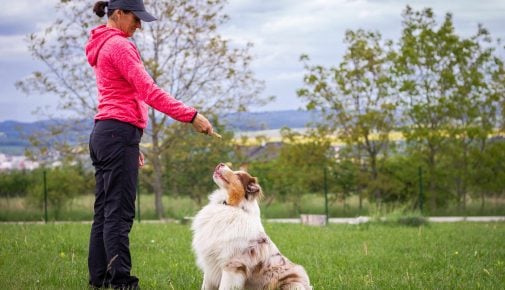 Corona: Existenzgefährdung für Hundetrainer