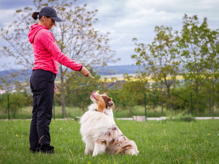 Corona: Existenzgefährdung für Hundetrainer