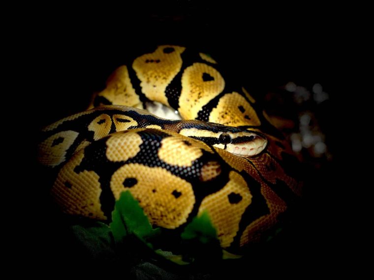 Eingerollter Python