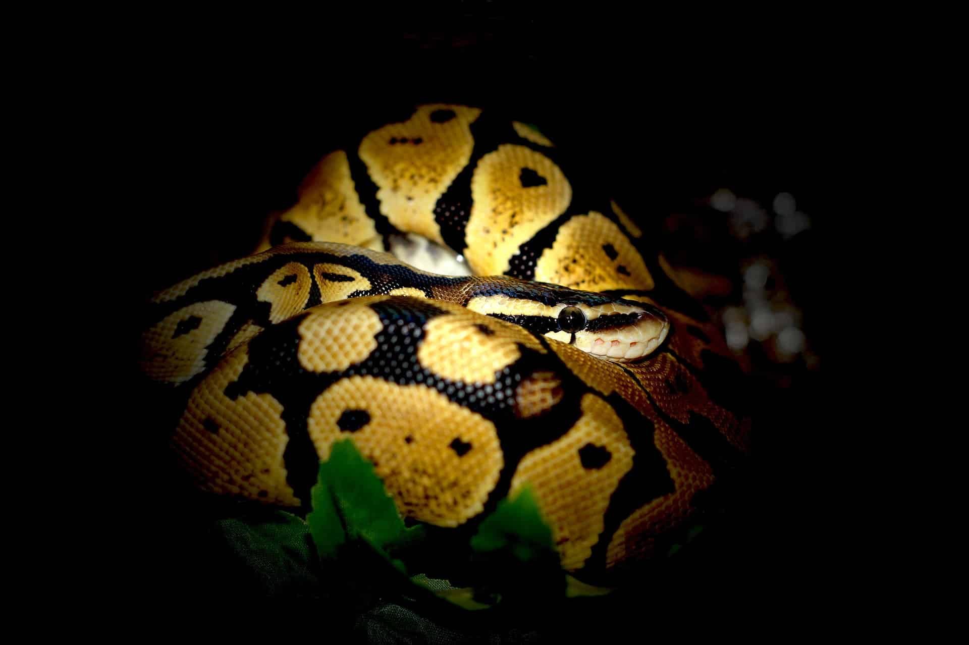Eingerollter Python