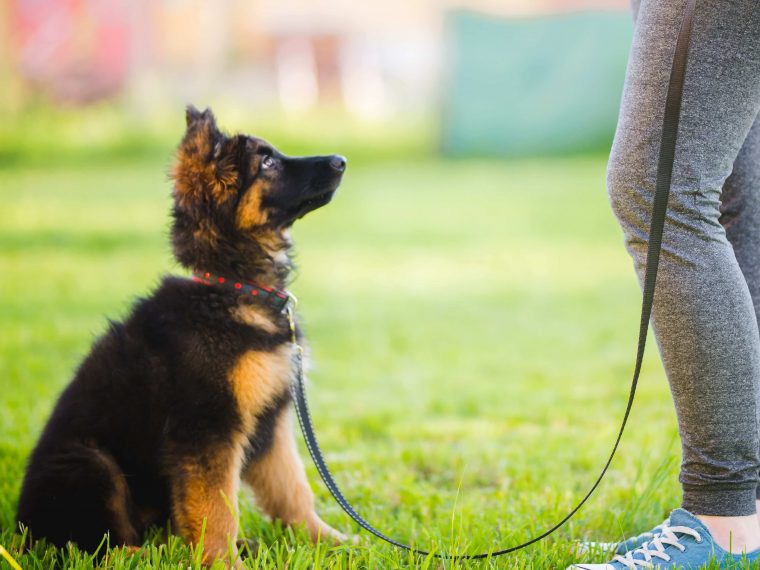 Wie viel Sozialkontakte braucht mein Hund