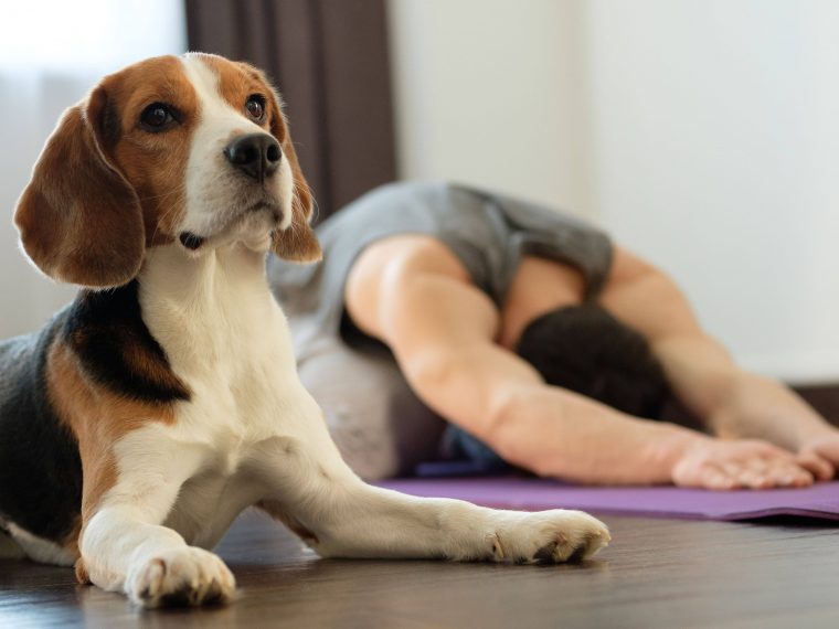 Yoga mit Hund