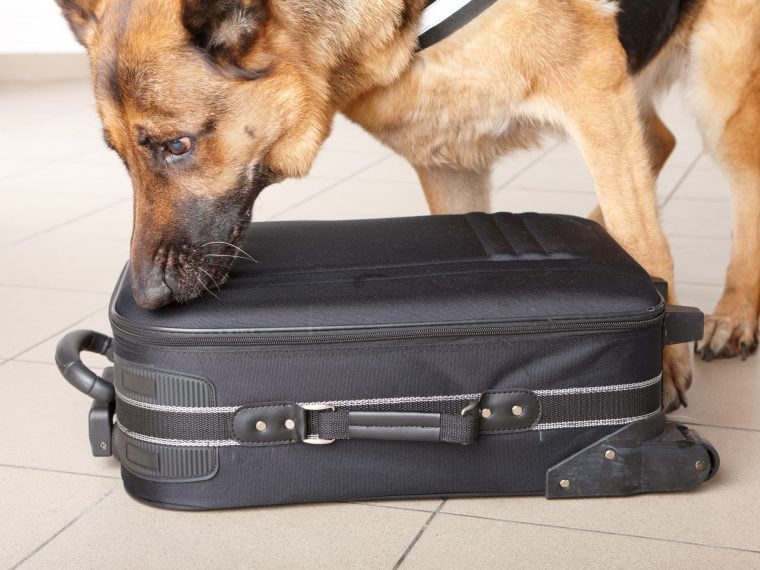 Datenspeicher-Spürhund