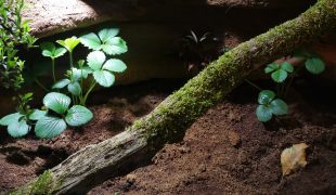 DIY Terrarium