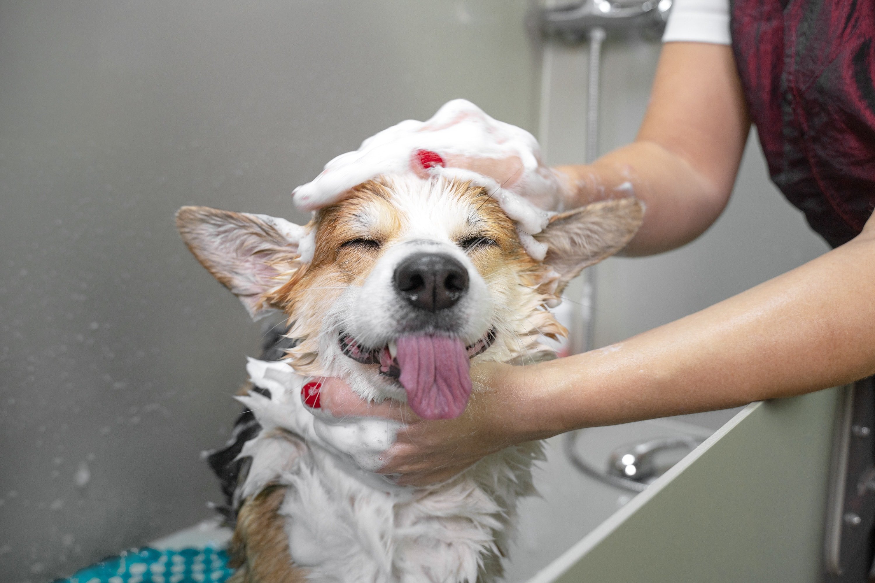 Wellnesstag mit Hund