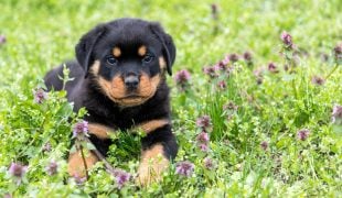 Wildblumen für Hunde