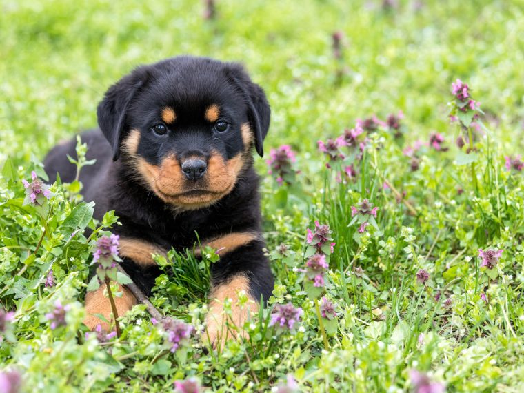 Wildblumen-Hunde